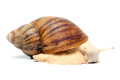 Archachatina marginata ovum typ 1 albino body adult